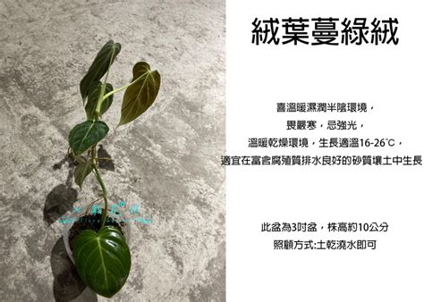 心葉蔓綠絨風水|心葉蔓綠絨照顧：讓這位綠色朋友在家中茁壯成長的秘訣